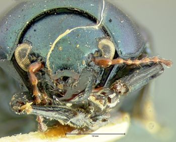 Media type: image;   Entomology 33863 Aspect: head frontal view